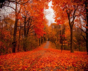 red fallen leaves
